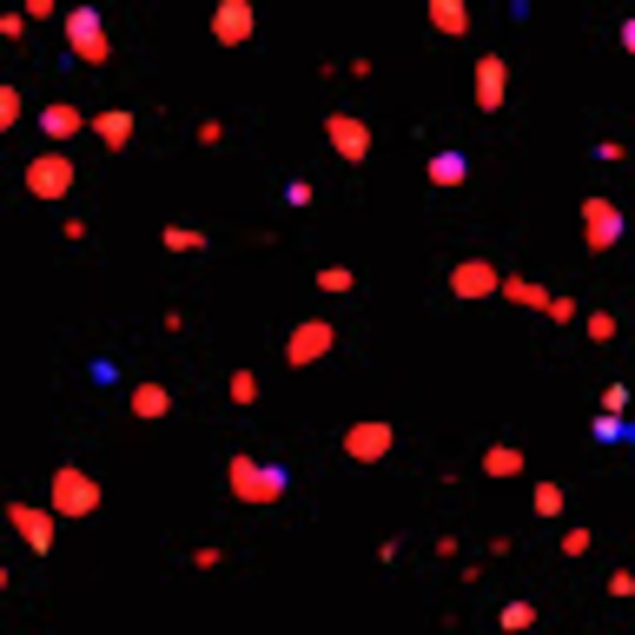 Meet your Posher, Adam - Picture 1 of 1